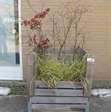 Tuin accessoire plantenbak van hout incl. vaste planten 2