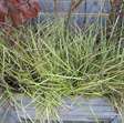 Tuin accessoire plantenbak van hout incl. vaste planten 3