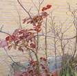 Tuin accessoire plantenbak van hout incl. vaste planten 4